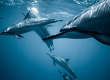 詹姆斯对中国球迷说